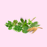 Herbs: Moringa leaves, Wheatgrass, Mint leaves, Coriander leaves, Basil leaves, Spirulina, Chlorella, Shatavari leaves, Manjishtha, Cumin seed, Flaxseed, Neem, Giloy, Barley grass, Cauliflower, Curry leaves, Gokhru, Ashwagandha.