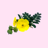 Gokshura: Thought to enhance overall energy levels, providing potential support for those seeking increased vitality.  