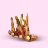 Alpinia Galanga: Improves focus, attention, and information processing speed.