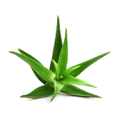 Aloe Vera: Studies suggest aloe vera may improve insulin sensitivity, lower blood sugar, and offer anti-inflammatory benefits potentially aiding diabetes management.